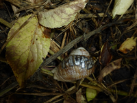 P1170349.webp