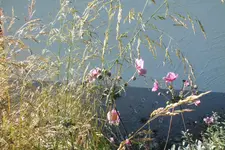 anemone und ziergras.webp