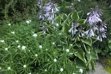 DSCF7406.webp