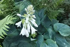 DSCF7341.webp