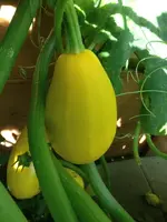kürbis.webp