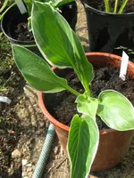 frosted jade_576x768.webp