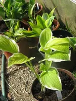 shade fanfare_576x768.webp