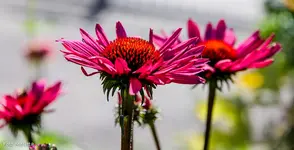 IMG_4065.webp