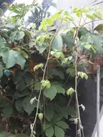 K640_DSCF4346.webp