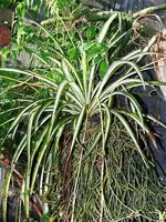 K800_0408 049r.webp