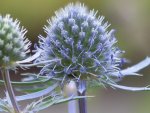 Eryngium planum (1).jpg