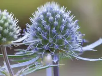 Eryngium planum (1).webp