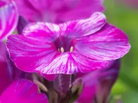 Phlox Autumn Joy.webp