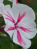 Phlox Twister.webp