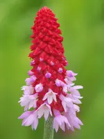 Primula veris.webp