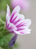 Zebrinus.webp