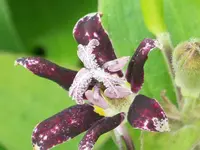 Trycirtis hirta.webp