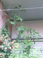 Black Cherry.webp
