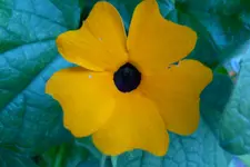 dunkle Susanne.webp