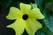 helle Susanne.webp