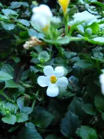 Schneeflöckchen.webp