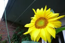 Sonnenblume Blüte.webp