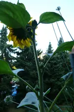 Sonnenblume Rückansicht.webp