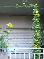 Susanne + Sonnenblume.webp Susanne + Sonnenblume.webp