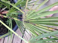 IMG_0040[1].webp