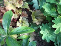 SAM_5101.webp