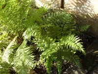 SAM_5105.webp
