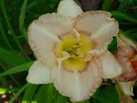 k-DSCI2939.webp