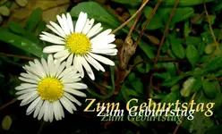 Copy of Zum Geburtstag.webp