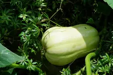 Butternut.webp