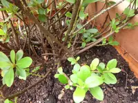SAM_5119.webp