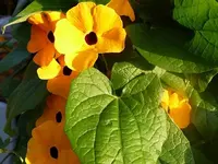 Blumen Juli2014 017.webp
