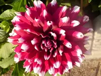 Blumen Juli2014 011.webp