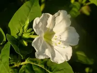 Blumen Juli2014 012.webp