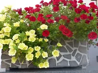 Blumen Juli2014 016.webp