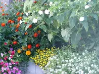 Blumen Juli2014 030.webp