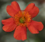 Geum 140802.webp