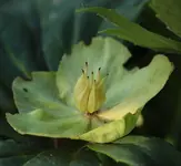 Helleborus 140802.webp