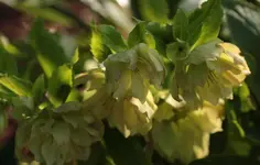 Helleborus 140802_2.webp