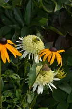 DSC_2213.webp