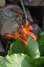 DSC_2225.webp