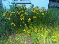 20140802a 003.webp