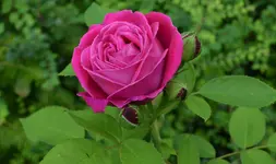 unbekannte.webp