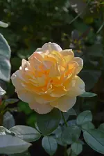 DSC_2202.webp