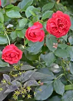 DSC_2204.webp