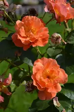 DSC_2208.webp