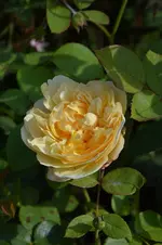 DSC_2209.webp