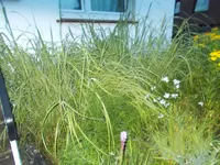20140802a 010.webp
