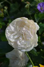 DSC_2210.webp