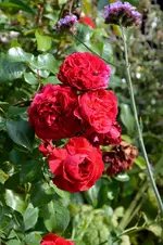 DSC_2212.webp